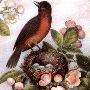 Meet your Posher, Robin